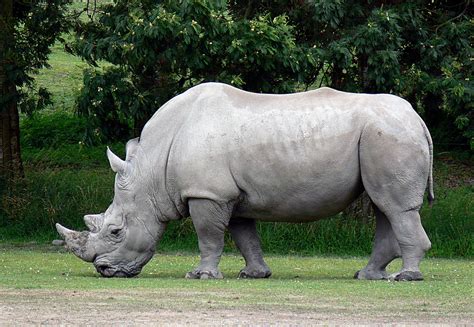 Majestic White Rhino Betano
